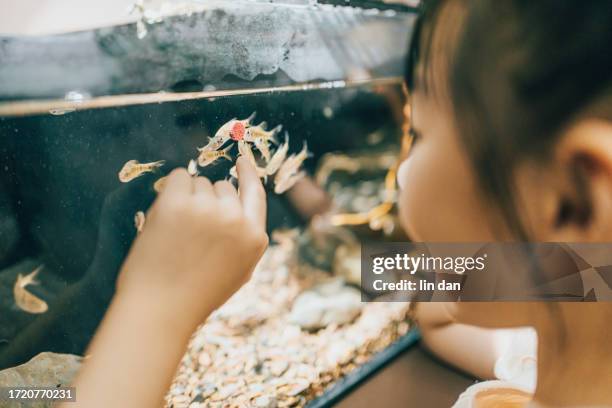 girls looking at the fish in the fish tank，little fish eat feed， - looking at fish tank stock pictures, royalty-free photos & images