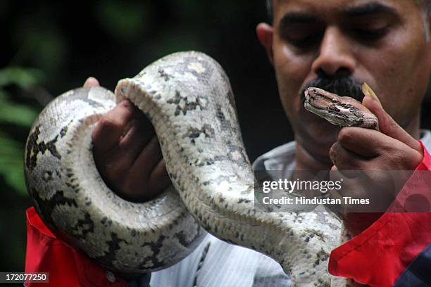 Feet long Indian Rock Python was rescued near the Nilkanth Tower by Snake catcher Manoj Suryavanshi on July 1, 2013 in Thane, India.