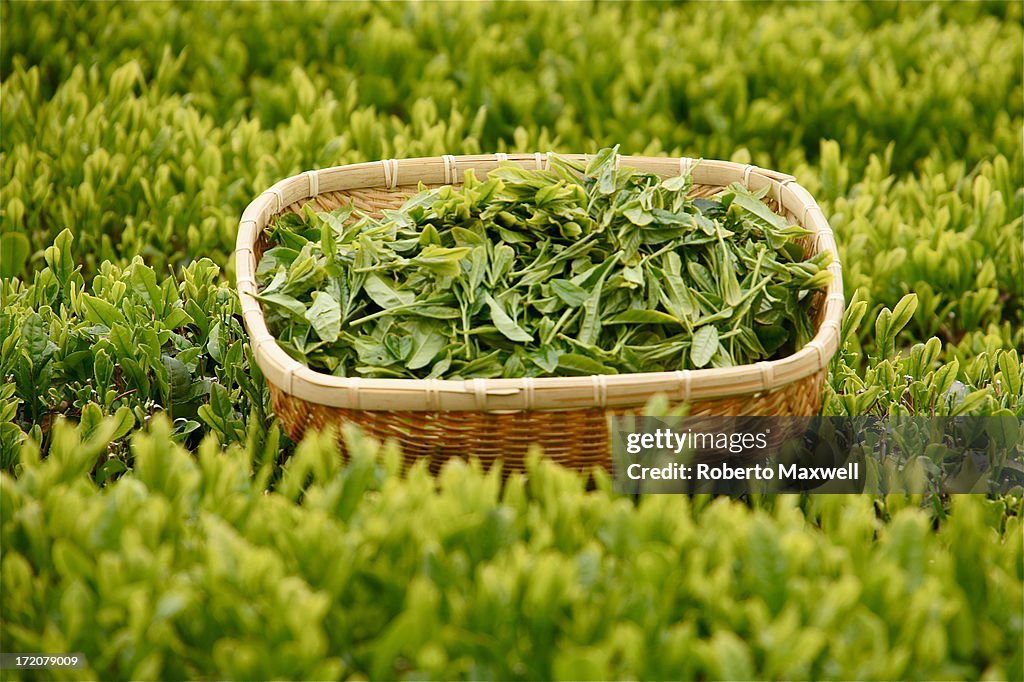 Japanese Green Tea Leaves