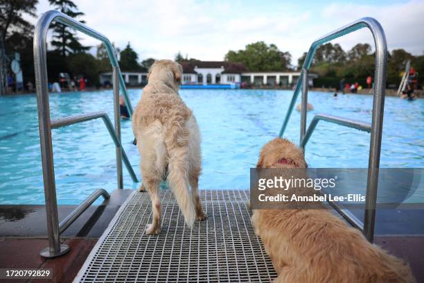 Labrador Retrievers watch on as dogs and their owners take part in the annual Sandford Parks Lido Dog Swim on October 6, 2023 in Cheltenham, England.