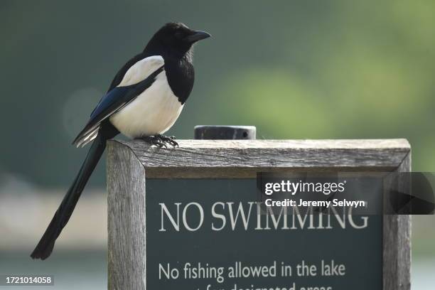 Magpie Resting On A No Swimming Sign In Hyde Park. .Hot Out And About In Hyde Park Today ....Evening Standard Picture. 28-May-2021