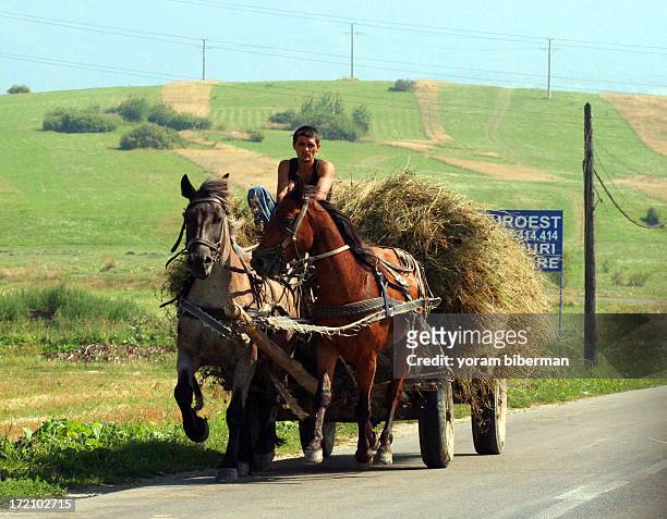 Strong man driving a carriage full with hay, pulled by two running horses, among the fields, on a road.