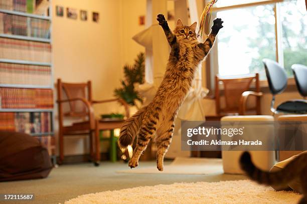 jumping cat at cat cafe - cat jump stockfoto's en -beelden