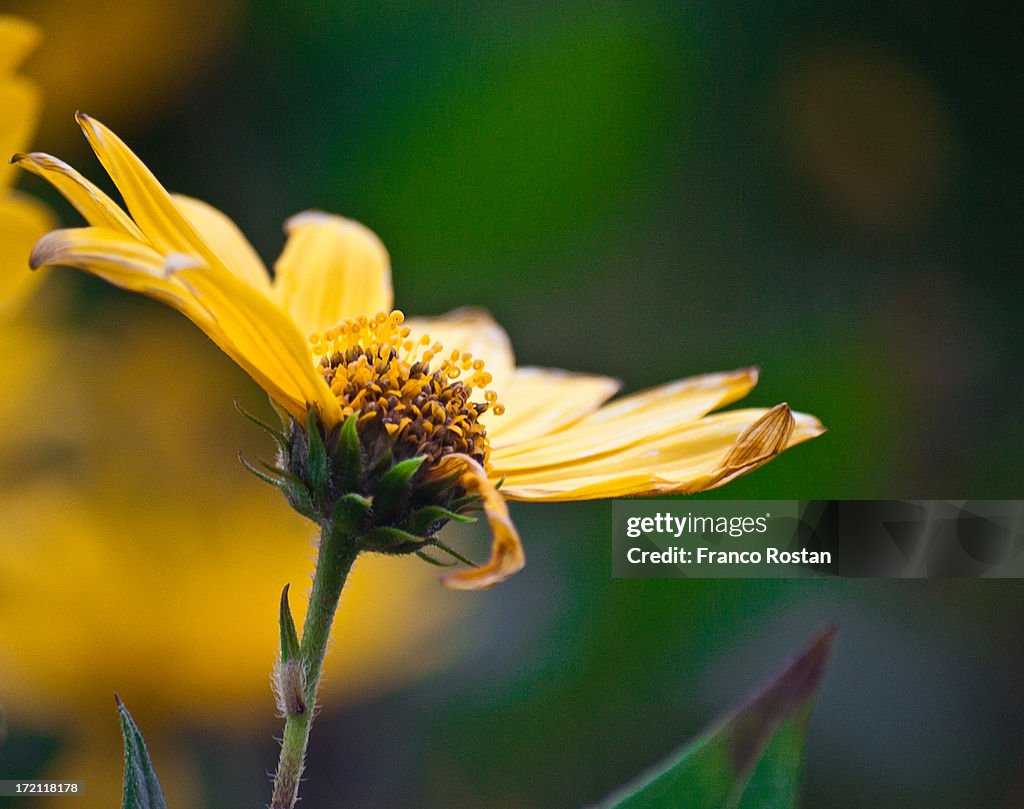 Una flor para este día.