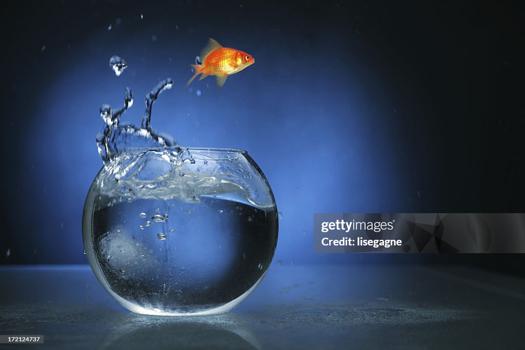Goldfish jumping with blue light