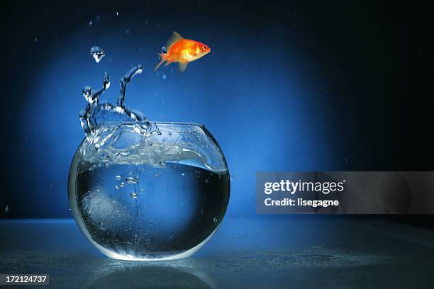 goldfish jumping with blue light - guldfisk bildbanksfoton och bilder