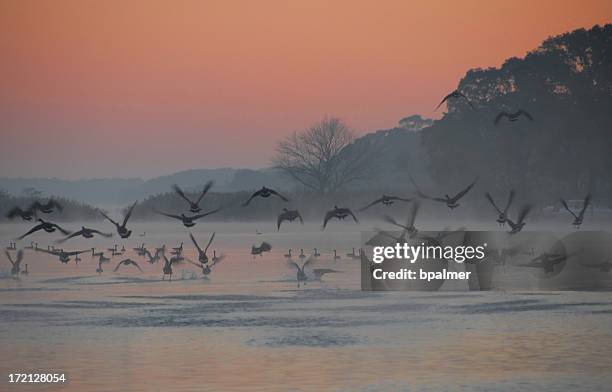 canadian geese migratory patterns - chesapeake bay stock pictures, royalty-free photos & images