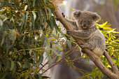 Lone koala hanging on the branches of a tree
