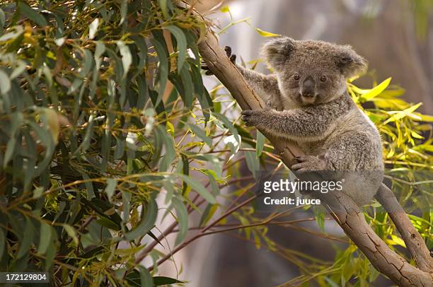 lone koala hanging on the branches of a tree - mammal stock pictures, royalty-free photos & images