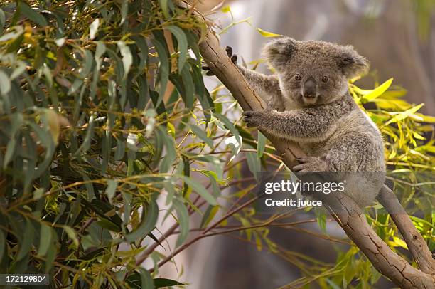 lone koala hanging on the branches of a tree - 哺乳動物 個照片及圖片檔