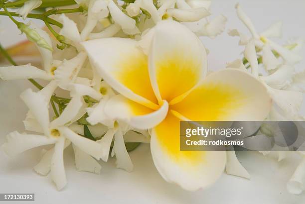 tropical jasmin - frangipani stock pictures, royalty-free photos & images