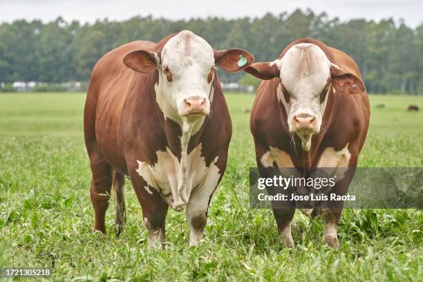 braford cows at rural scene - hereford cow stock pictures, royalty-free photos & images