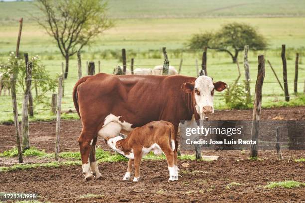 life of braford cattle in the field - kalbfleisch stock-fotos und bilder