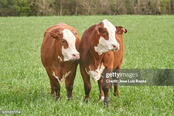 braford cows in their natural environment - hereford cow stock pictures, royalty-free photos & images