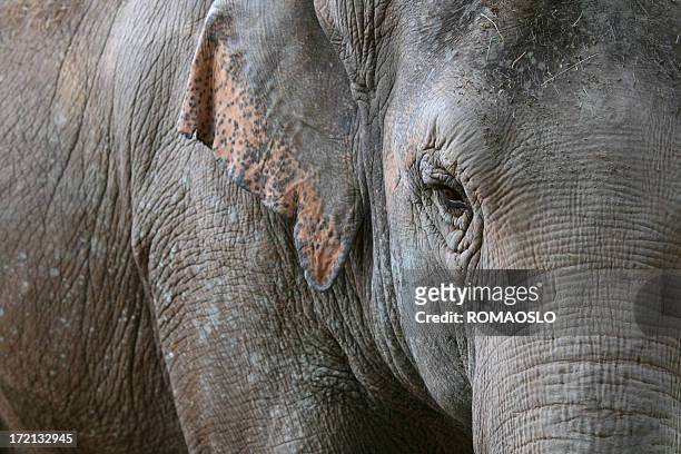 asian elephant's eye - asian elephant stock pictures, royalty-free photos & images