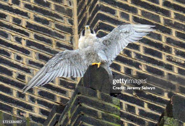 Peregrine Falcon Sitting High On The Chimney Of The Tate Modern Art Gallery In London, England..Misty And Houdini Nest In The City Of London But...