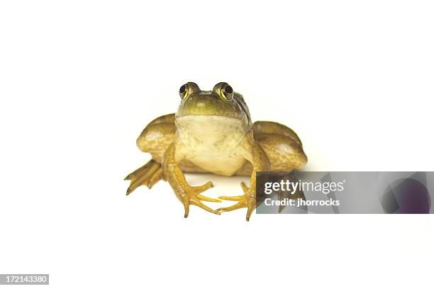 sapo no branco - bullfrog - fotografias e filmes do acervo