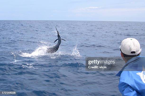 sailfish on - sailfish stock pictures, royalty-free photos & images