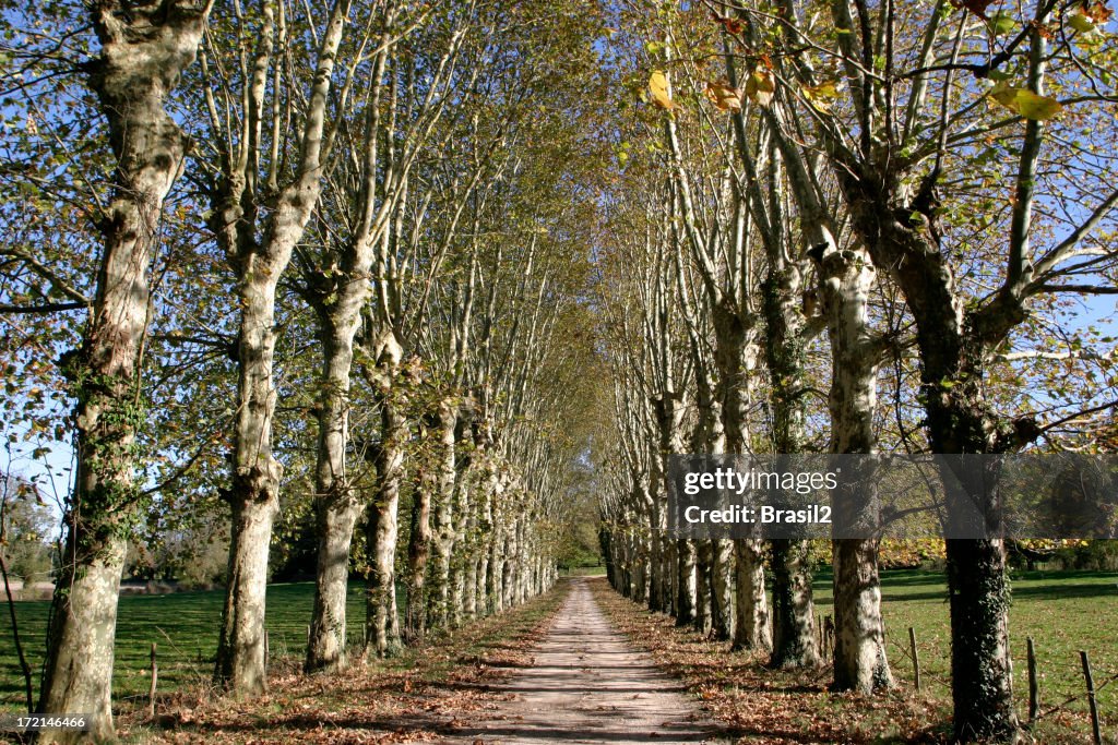 Countryroad