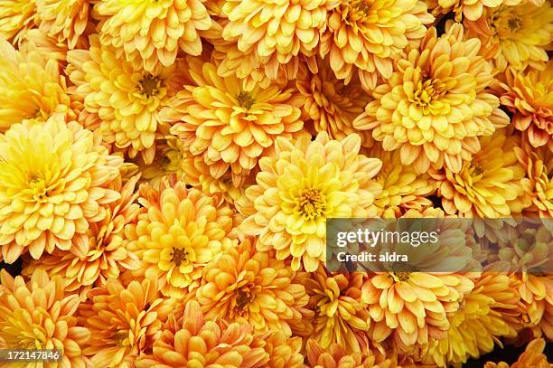 chrysanthemums background - chrysanthemum stock pictures, royalty-free photos & images