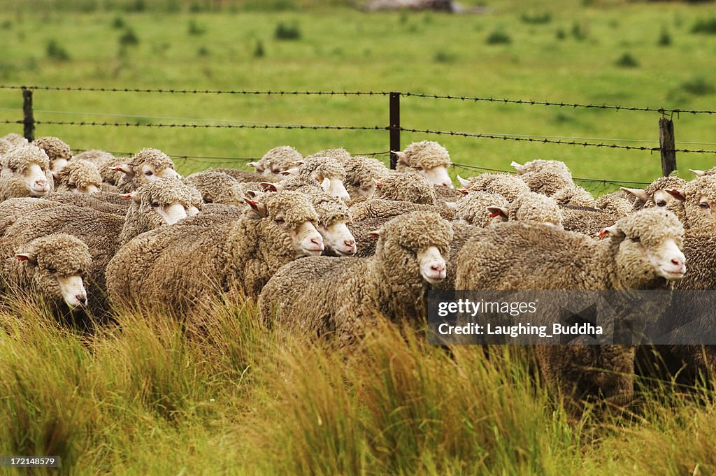 Sheep running alongside a road