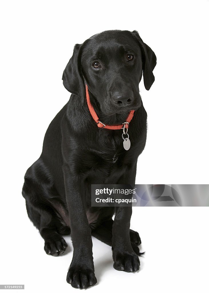 Cachorro en formación