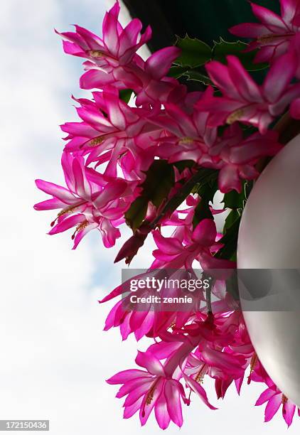 blooming at christmas time - christmas cactus stock pictures, royalty-free photos & images