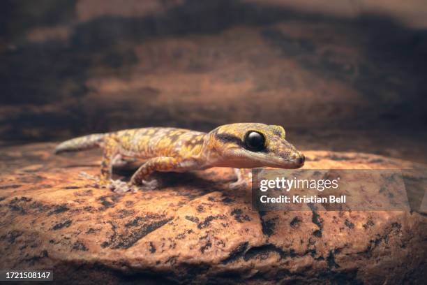 a wild, inland marbled gecko (oedura cincta) walking across a rocky ledge at night in central australia - australian gecko stock pictures, royalty-free photos & images