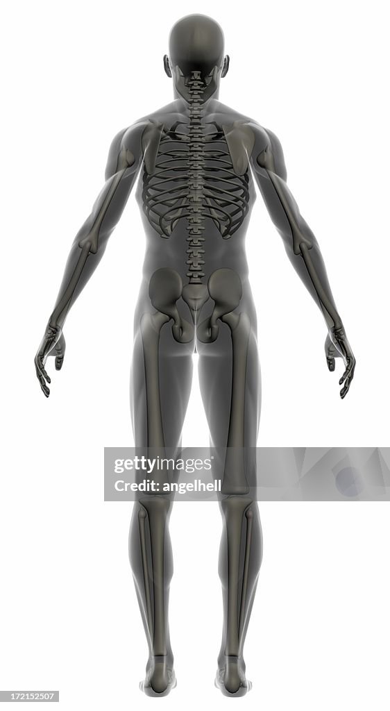 Human body of a man with skeleton for study