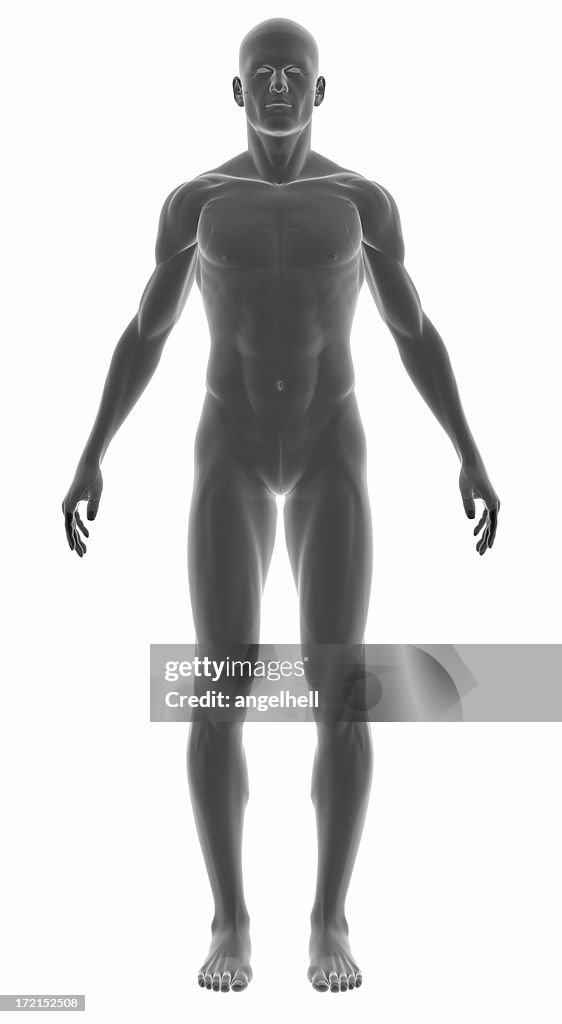 Menschlichen Körper eines Mannes für Studie