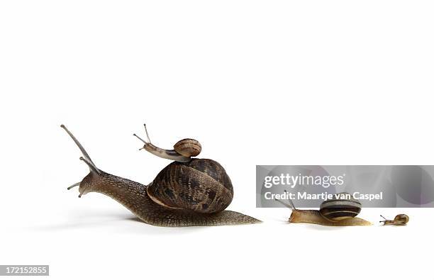 family of snails - small family stock pictures, royalty-free photos & images