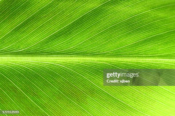 leaf macro 3 - banana tree leaf stock pictures, royalty-free photos & images