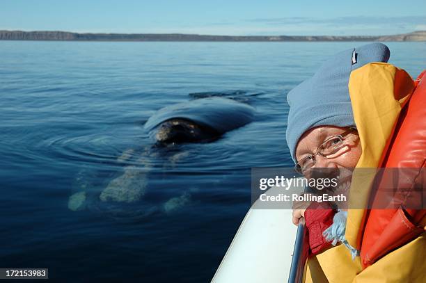 whale watching - whale watching stock pictures, royalty-free photos & images