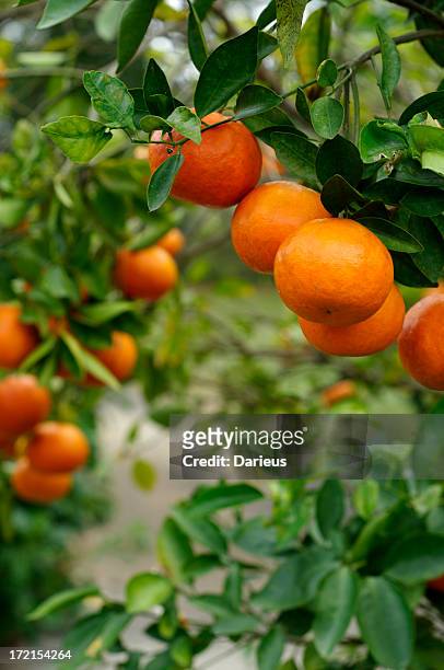 oranges on the tree - citrus grove stock pictures, royalty-free photos & images