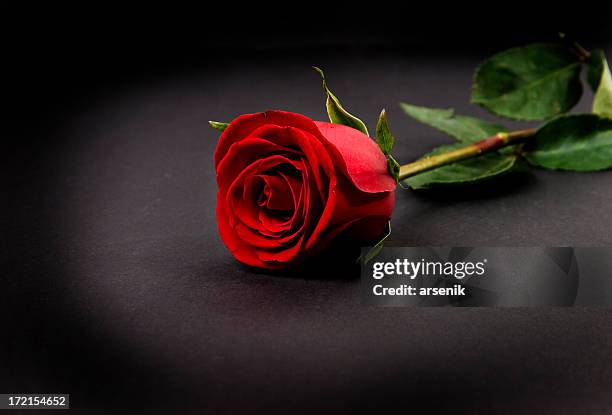 red rose - red rose stock pictures, royalty-free photos & images