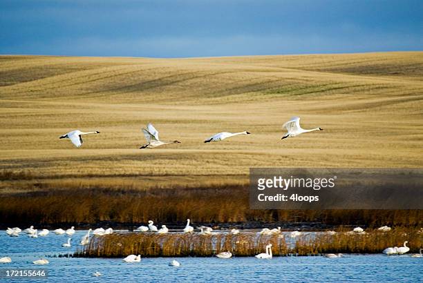 trumpeter swans in flight - saskatchewan prairie stock pictures, royalty-free photos & images