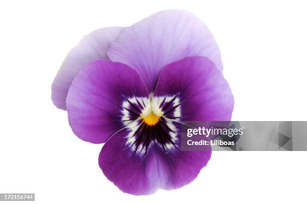 viola/stiefmütterchen series - flowers isolated stock-fotos und bilder