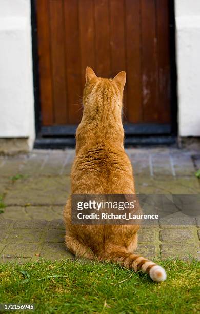 a photograph taken from the back of a ginger cat - ginger cat stockfoto's en -beelden