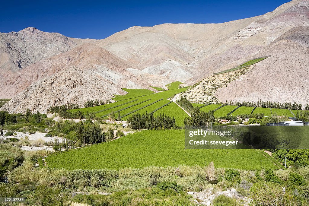 Elqui Valley Vineyards, Cile