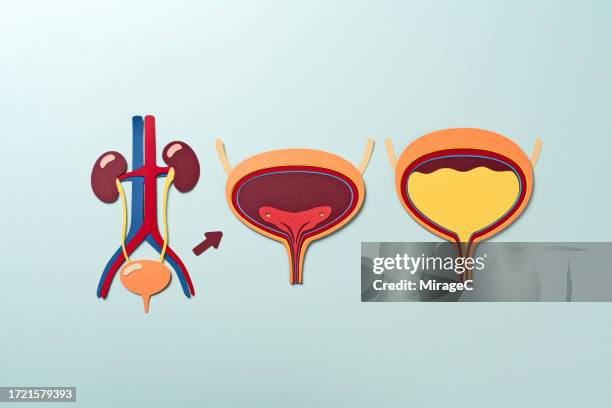 anatomy of human bladder from the urinary system, paper craft - human-digestive-system-diagram stock-fotos und bilder