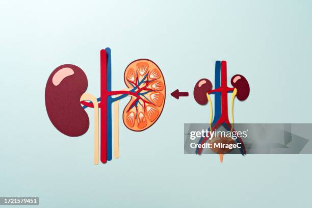 anatomy of human kidney from the urinary system, paper craft - human-digestive-system-diagram stock-fotos und bilder