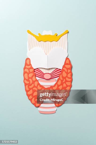human thyroid gland and larynx anatomy paper craft - endocrine system stock pictures, royalty-free photos & images