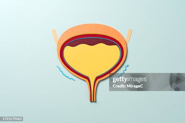 anatomy of human bladder with urine produces urination, paper craft - blase harnapparat stock-fotos und bilder