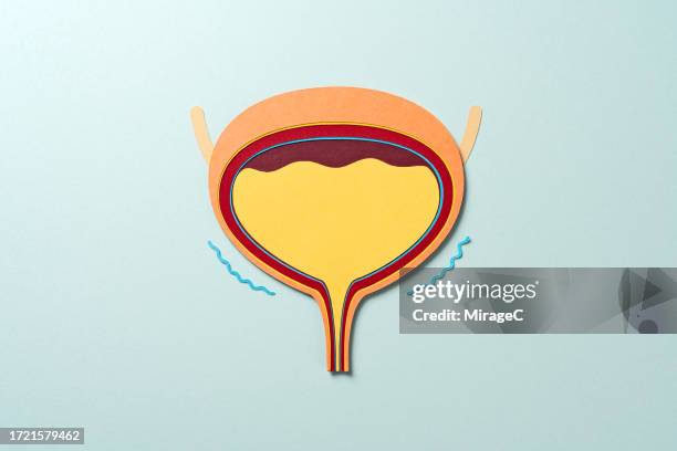 anatomy of human bladder with urine produces urination, paper craft - bladder stock pictures, royalty-free photos & images