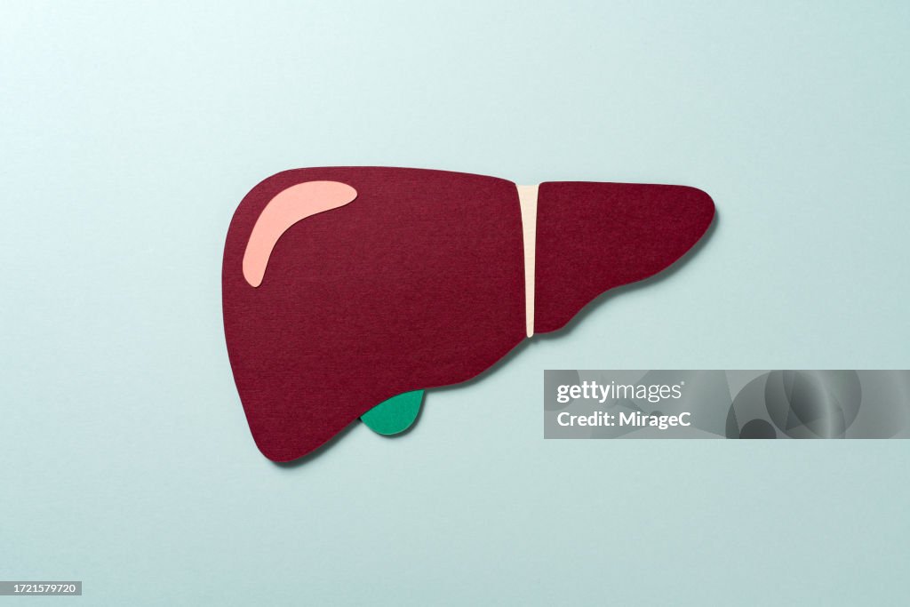 Human Liver With Gall Bladder Paper Craft