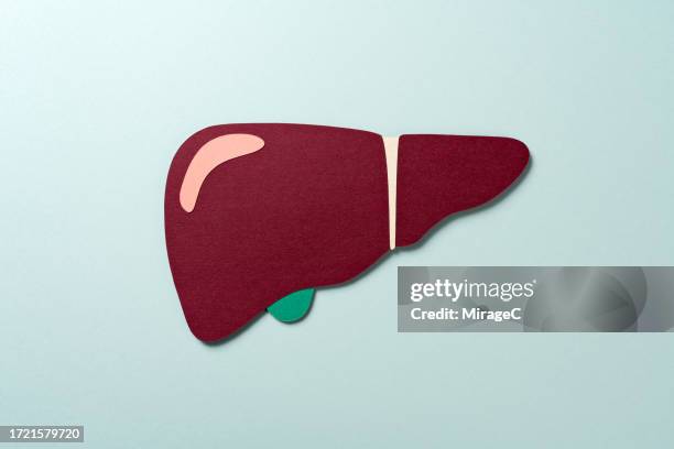 human liver with gall bladder paper craft - liver offal stock pictures, royalty-free photos & images