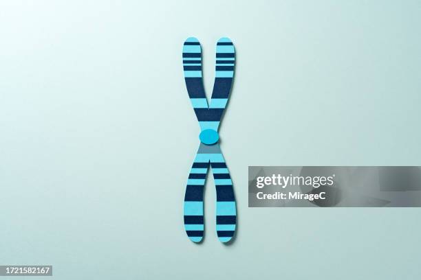 human chromosome banding pattern, paper craft - mockup identity stock pictures, royalty-free photos & images