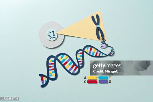 diagram of chromosome and dna structure, paper craft - centrómero fotografías e imágenes de stock