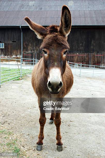 marrone asino - donkey foto e immagini stock