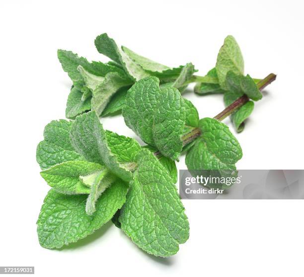 menthe poivrée - menthe fraîche culinaire photos et images de collection